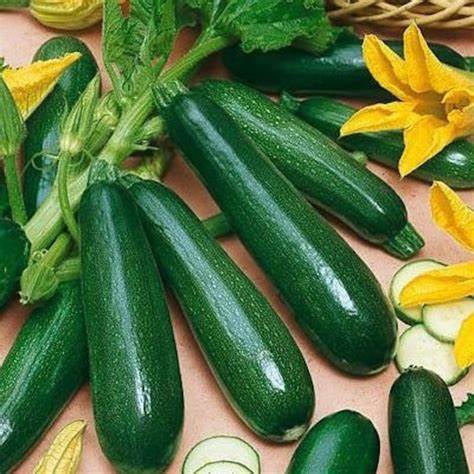 Black Zucchini Squash Seeds