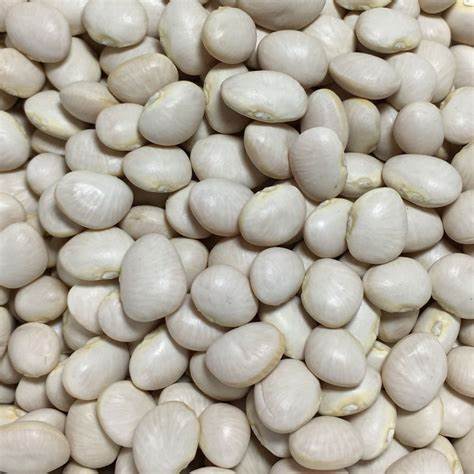 White Dixie Butterpea