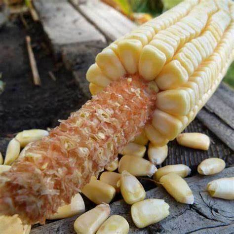 Pencil Cob Corn Seeds
