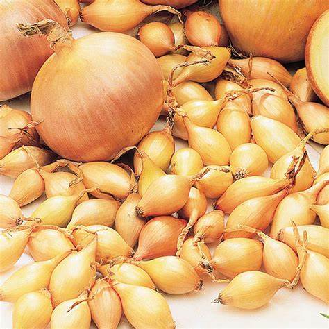 75 YELLOW ONION BULBS