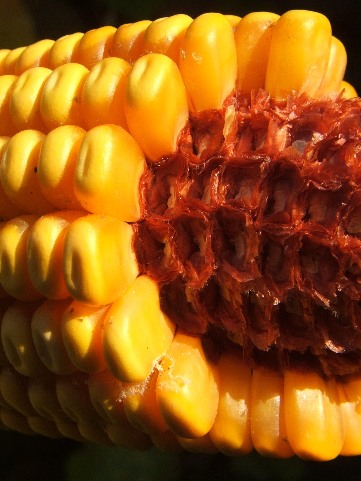 CORN ON THE COB 25 lbs