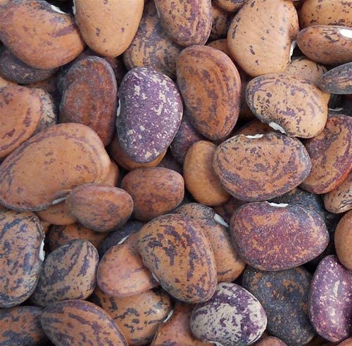 Jackson Wonder Lima Bean Seed