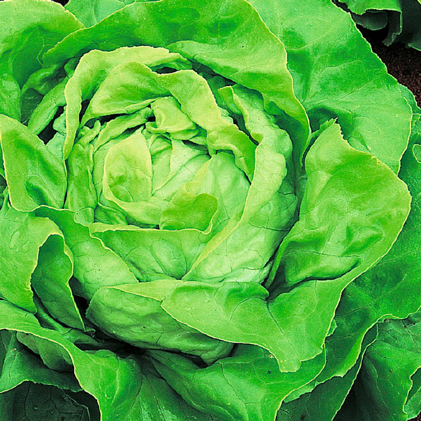 Bibb Lettuce Seeds