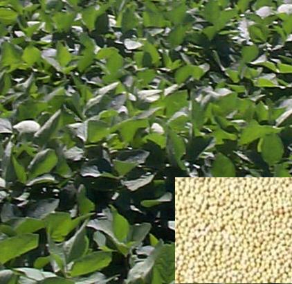 50 LB HUTCHINSON SOYBEAN SEED