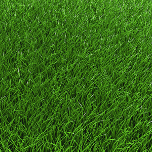 25LB CREEPING RED FESCUE