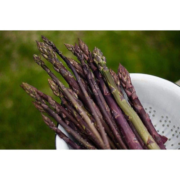 3 CT ASPARAGUS PURPLE PASSION
