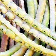 TOPPICK CREAM PEA SEED