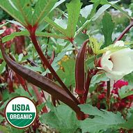 Red Burgandy Okra Seeds