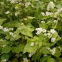 BUCKWHEAT SEED 50 lbs