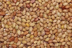 COATED CRIMSON CLOVER 5 lbs