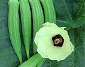 Dwarf Long Green Pod Okra Seeds