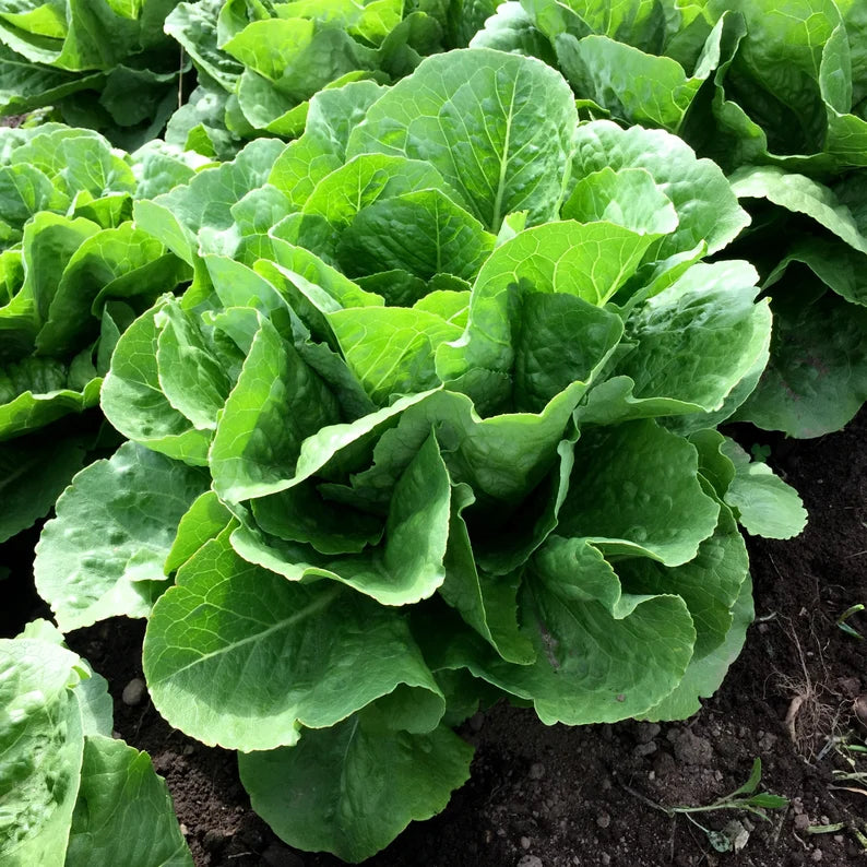 Parris Island Romaine Lettuce Seeds