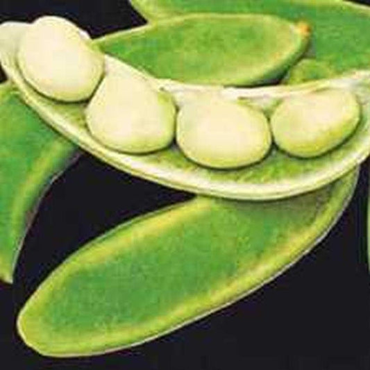 WILLOWLEAF POLE LIMA BEAN VEGETABLE SEED