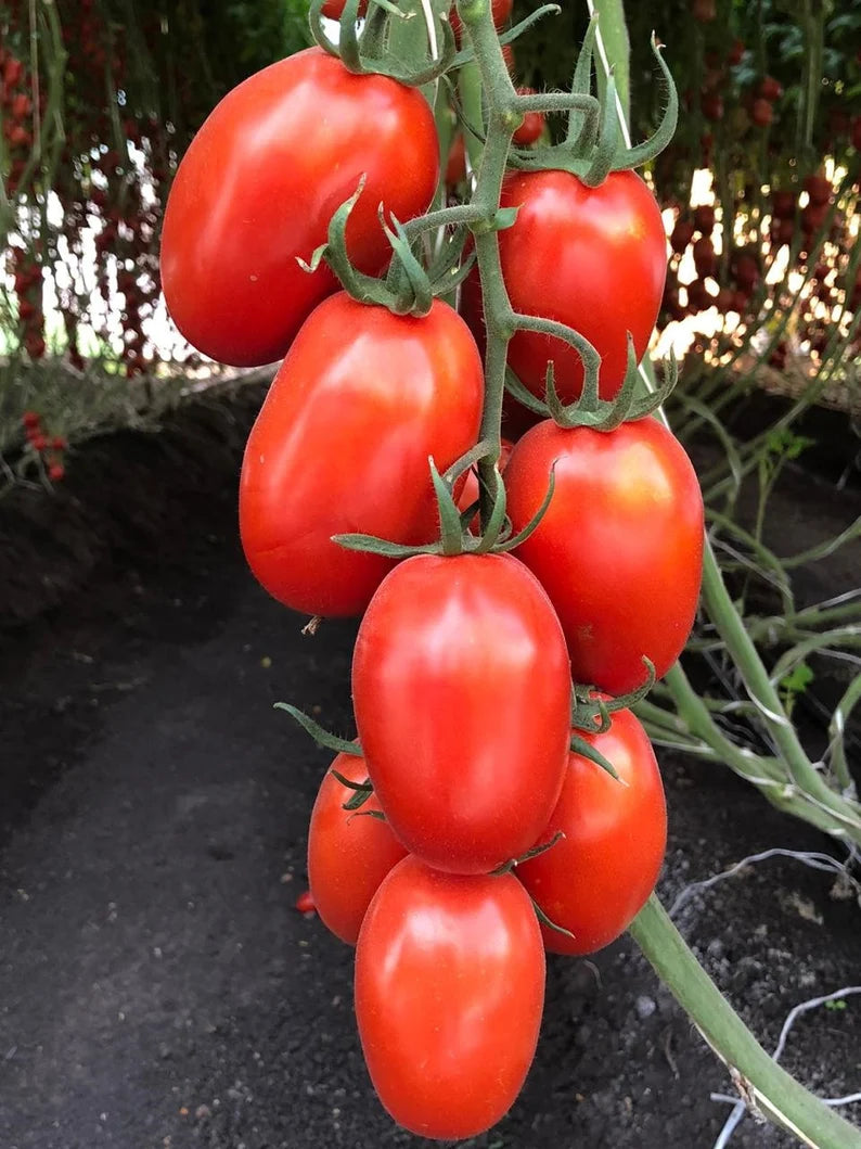 Roma Tomato Seeds