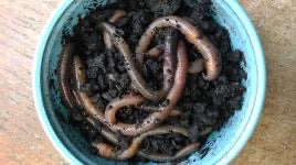 Cup of Night Crawler Worms (12) NO SHIPPING