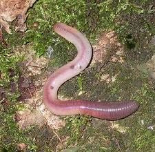 Cup of Night Crawler Worms (12) NO SHIPPING