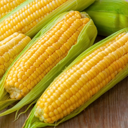 Golden Queen Sweet Corn Seeds