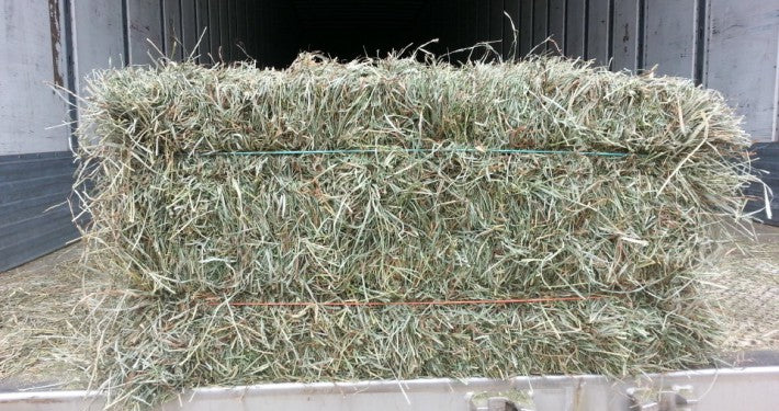 BALE ORCHARD/ALFALFA HAY