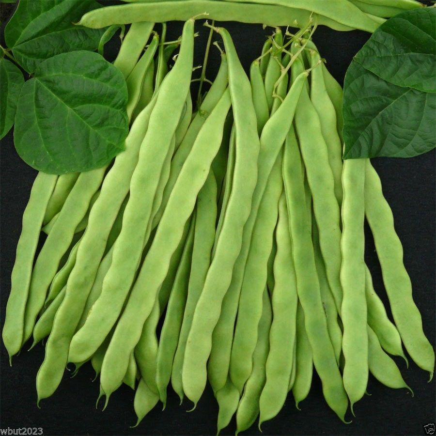 KENTUCKY WONDER 125 BUSH BEAN SEED