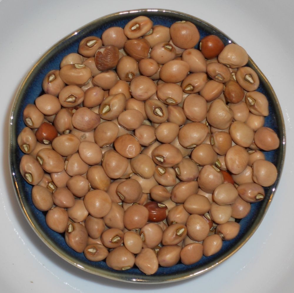 Purplehull Knucklehull Pea Seeds