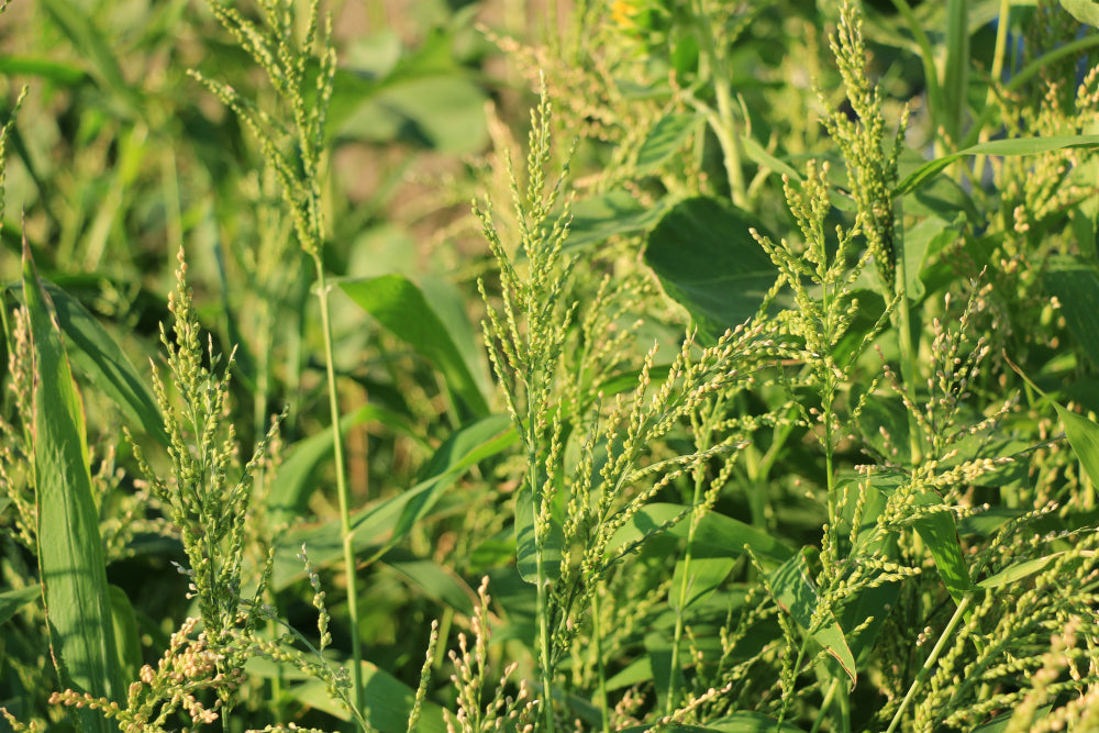 BROWN TOP MILLET SEED 5 lbs