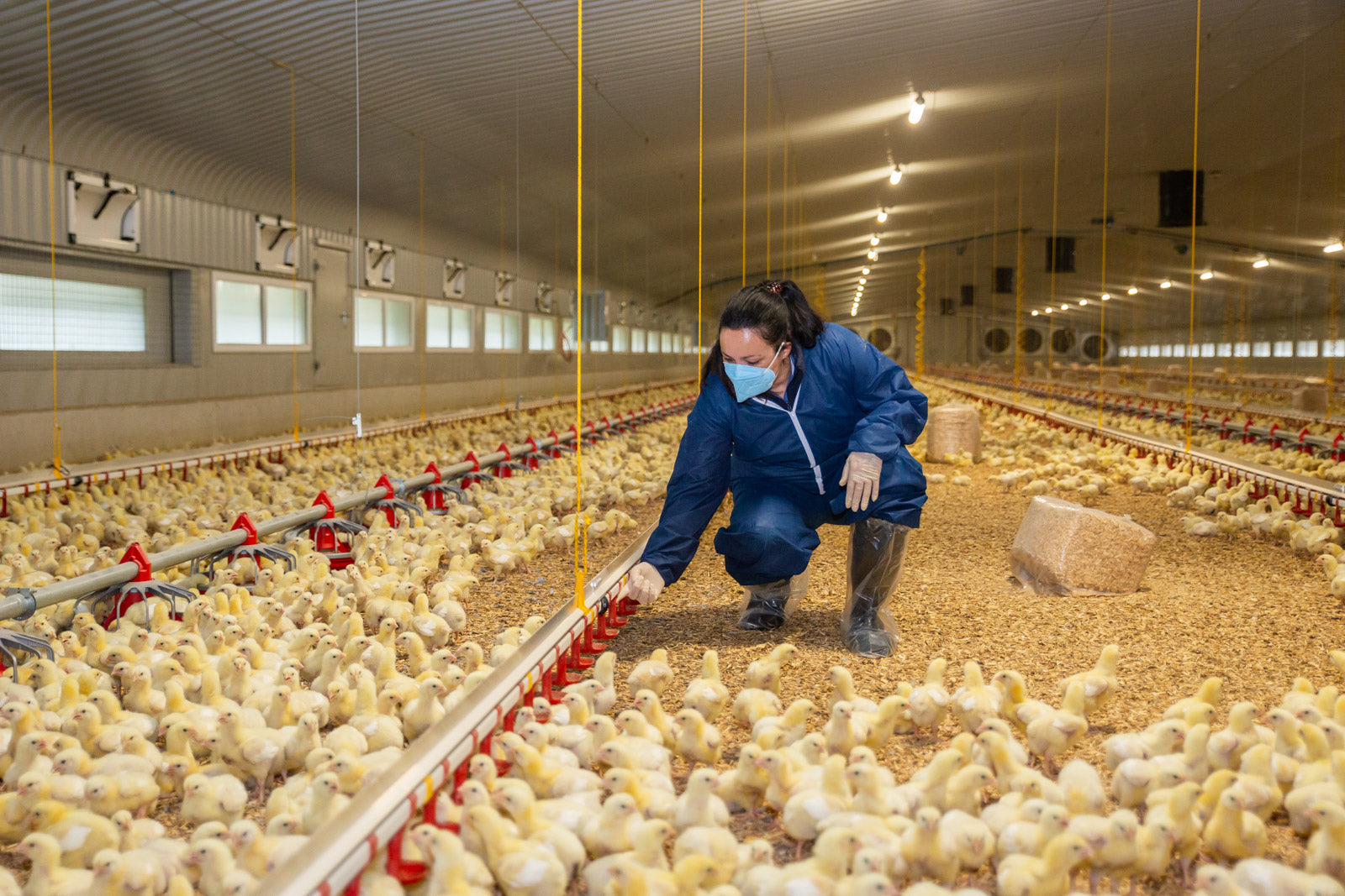 Poultry Health & Supplements – Arnall Grocery
