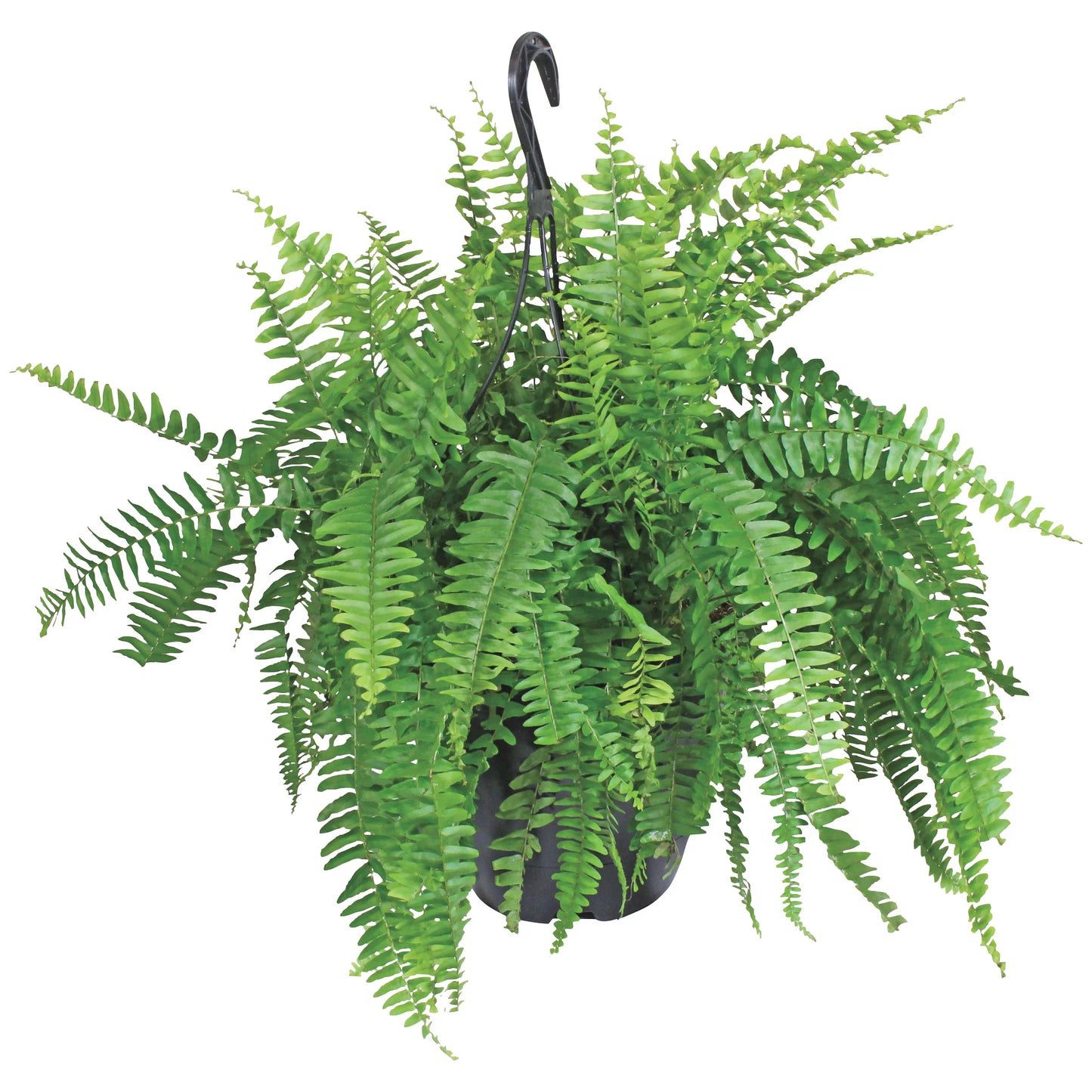 Macho Fern Hanging Basket