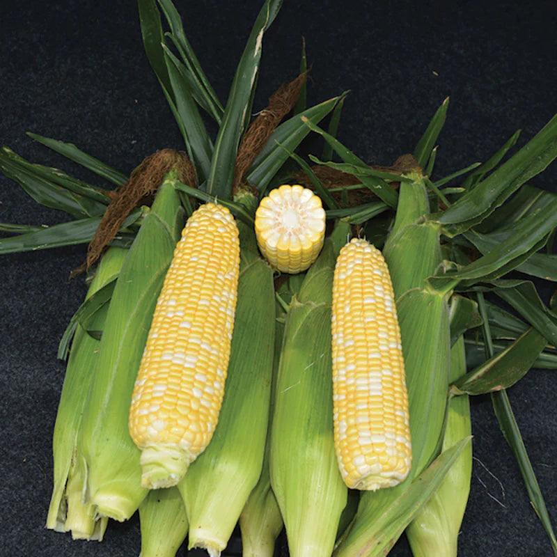 ANTHEM XR II ROUNDUP READY CORN SEED