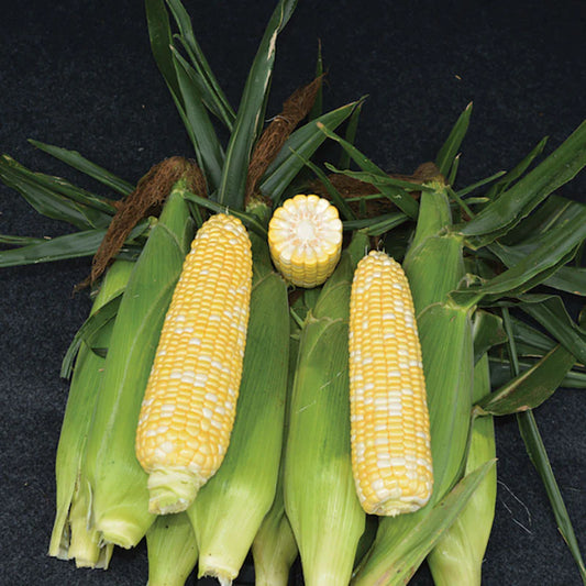 ANTHEM XR II ROUNDUP READY CORN SEED