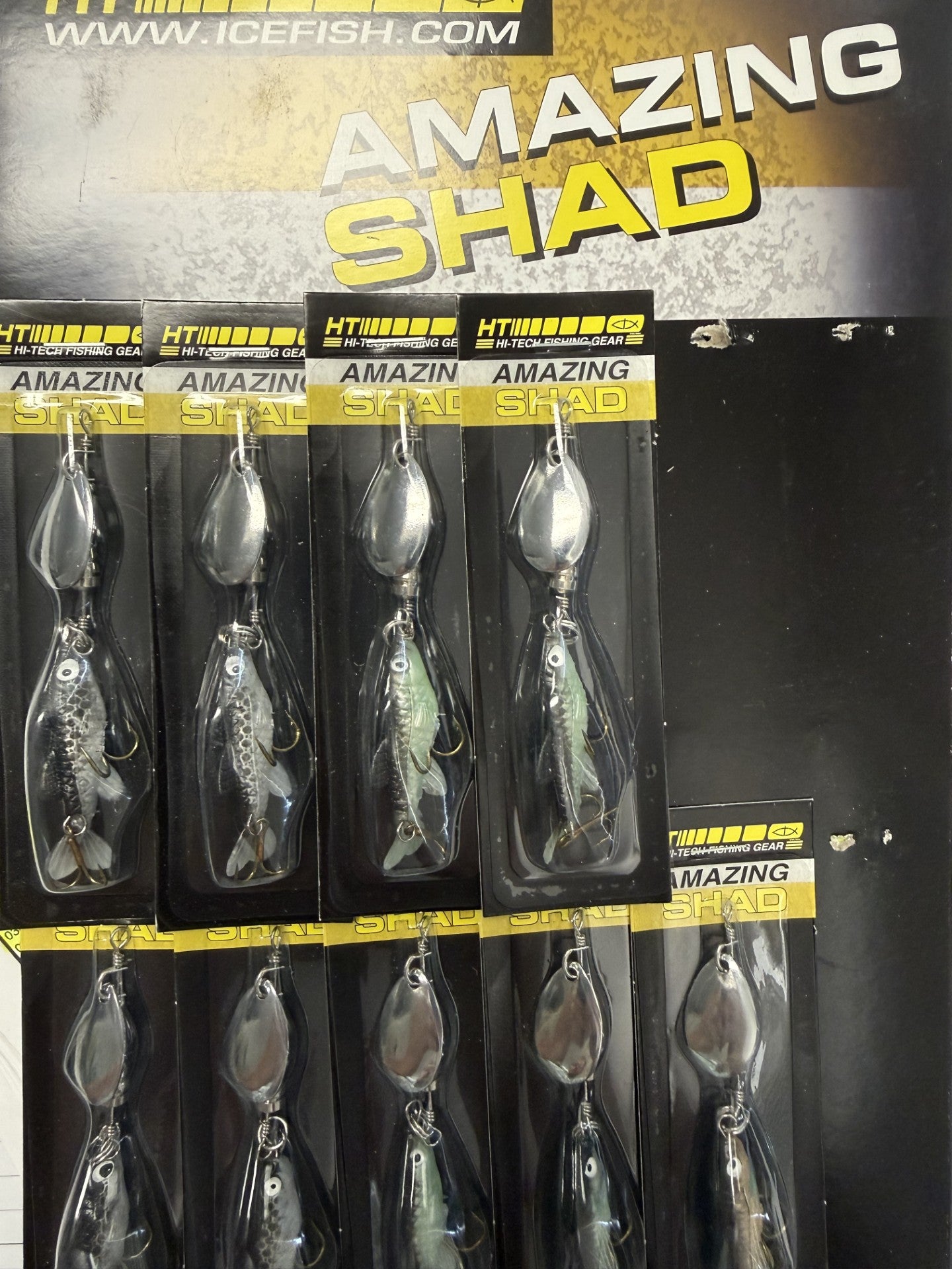 AMAZING SHAD