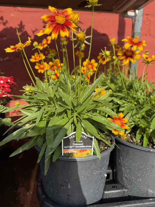 Froggy Bottom Flower