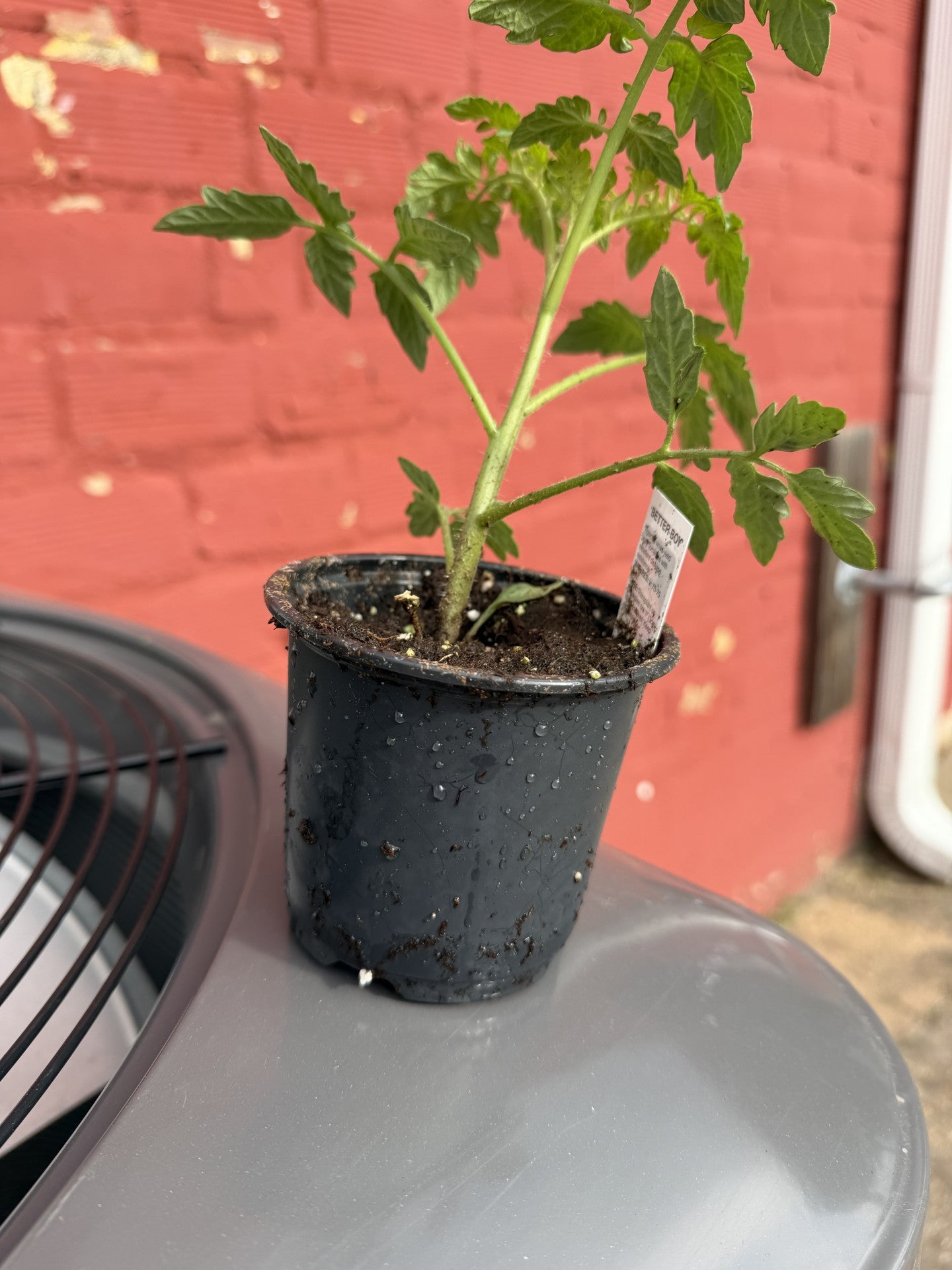 FROGGY BOTTOM 4.5'' VEGGIE CUP