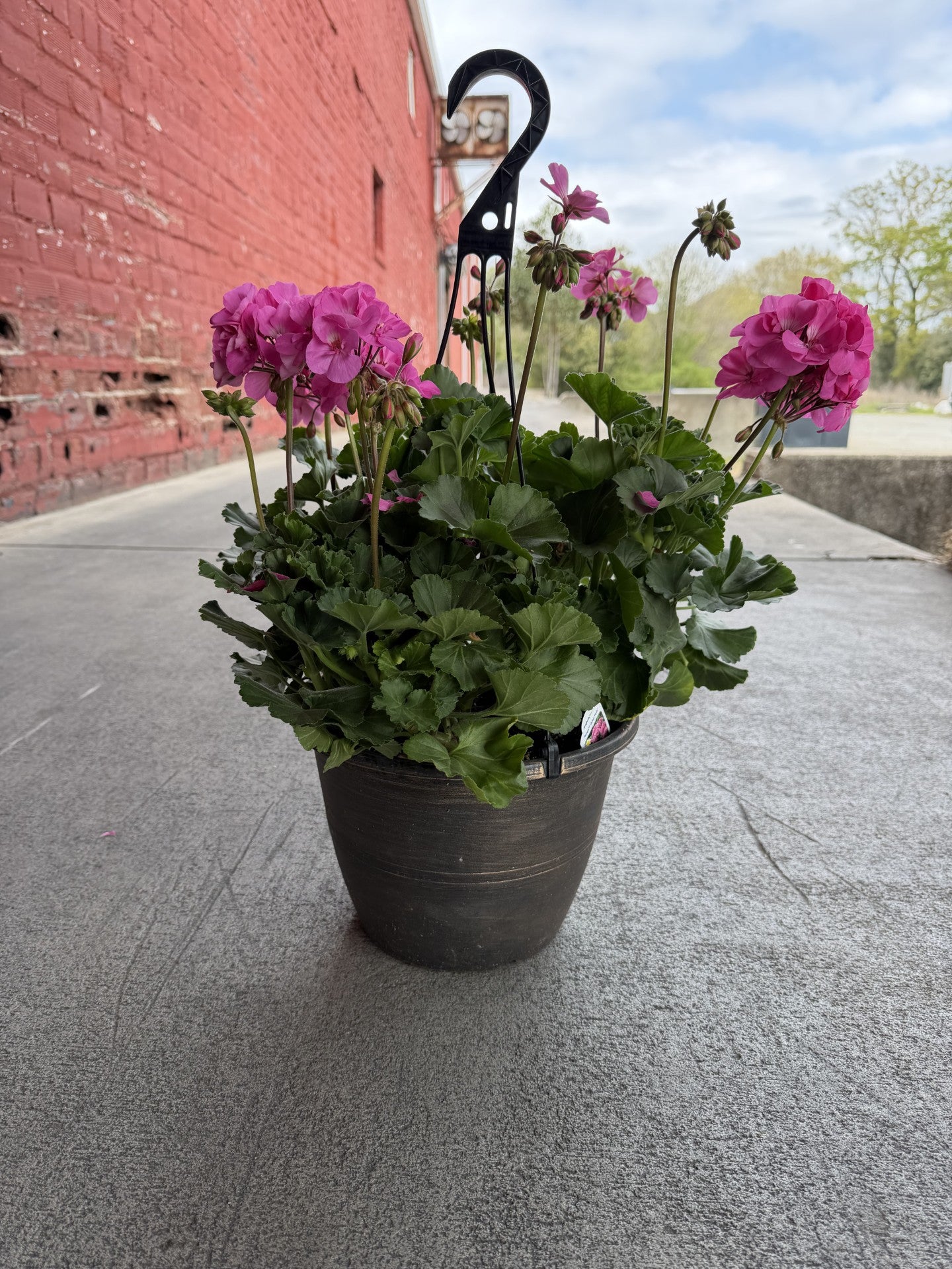 10'' Hanging Flower Basket