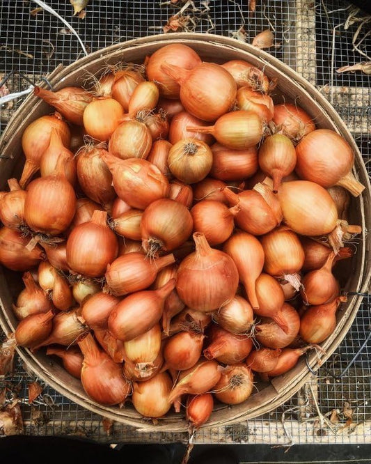 SWEET ONION BULB 1LB