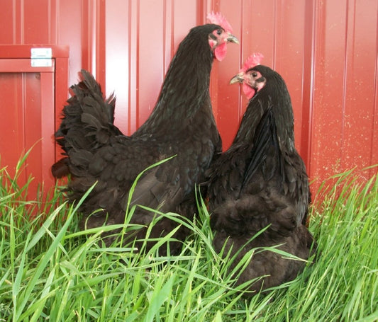 Black Jersey Giant Chick