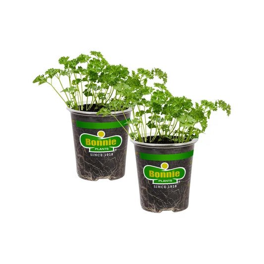 Plant Cup Veg 5''