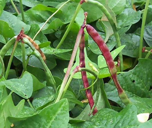 50lb Red Ripper Cowpeas