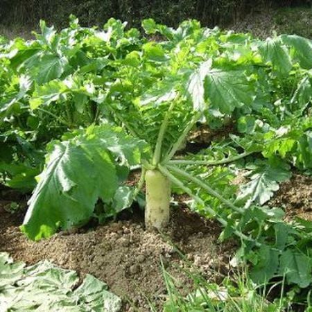 50LB JACKHAMMER RADISH