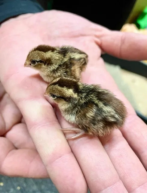 Bob White Quail Chick