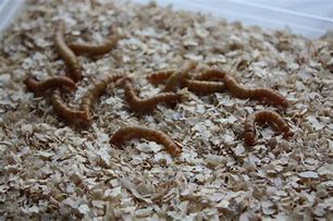 Live Mealworms Cup