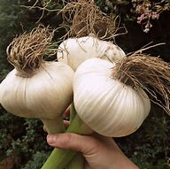 1 Elephant Garlic
