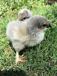 Lavender Maran Chick