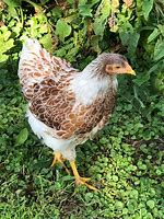 Splash Laced Red Wyandotte Chick