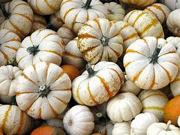 Pumpkin Mini White