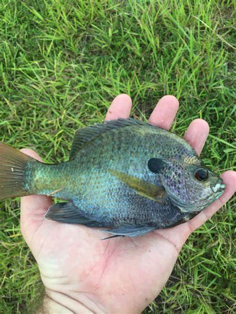 Coppernose Bluegill 100 1-3''