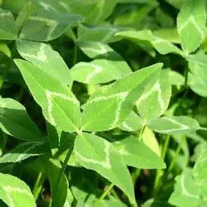 5lb Apache Arrowleaf Clover