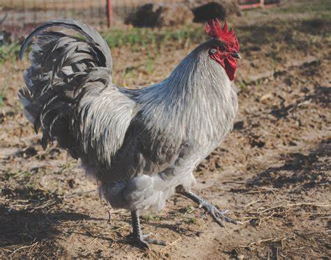 Lavender Orpington Chick Rooster