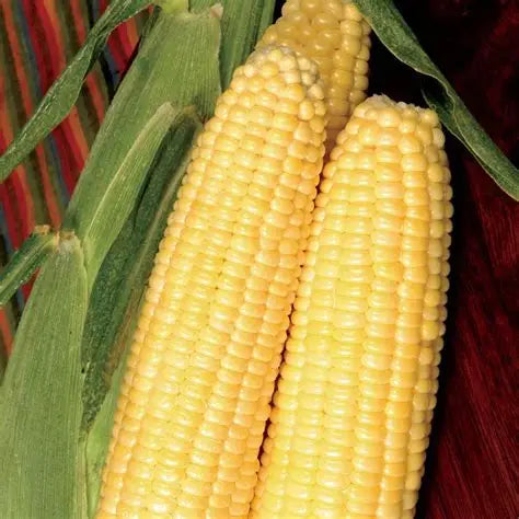 5LB BODACIOUS CORN
