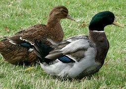 Straight Run Rouen Duck