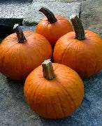 New England Pie Pumpkin Seeds 1oz